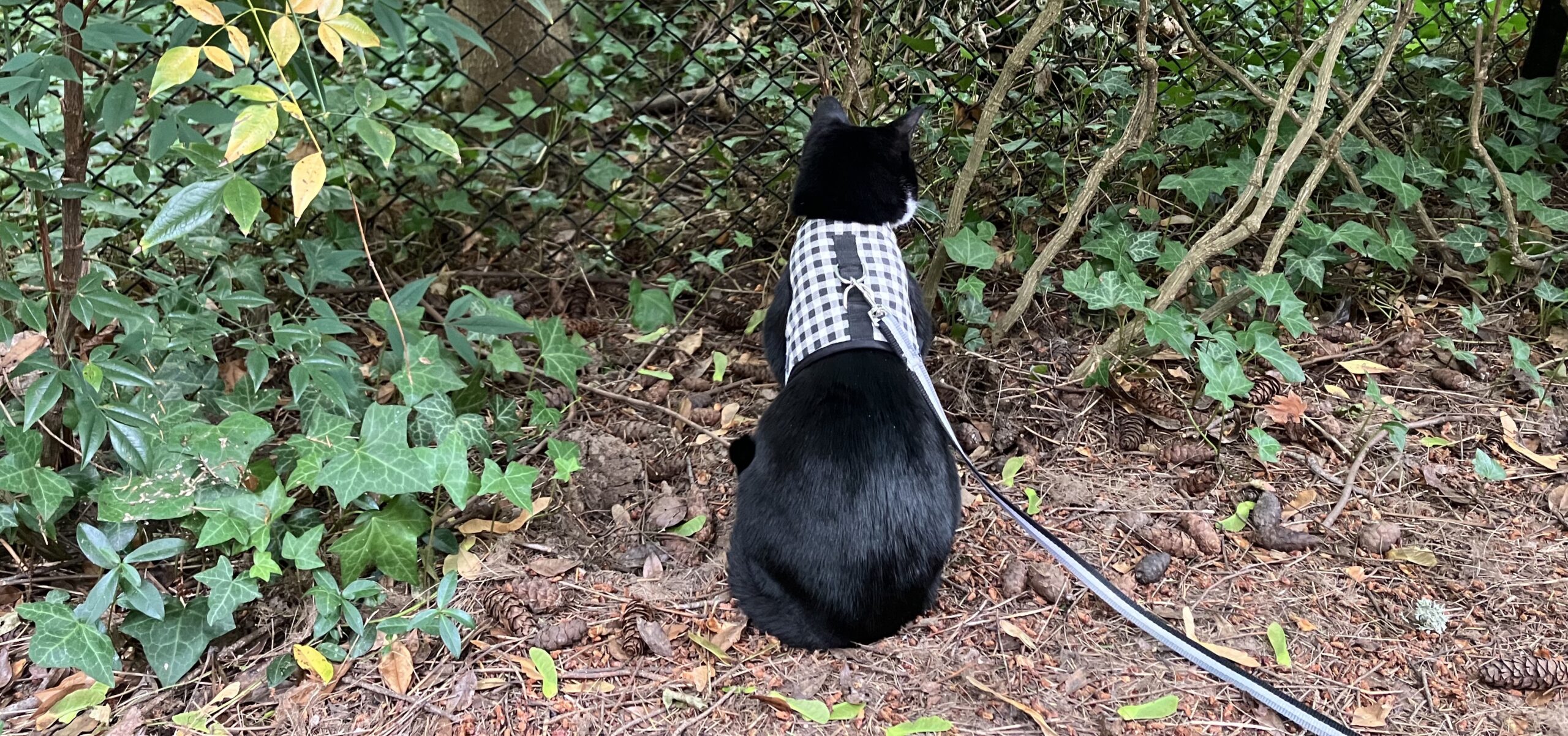 Mira, the best cat, is looking away from the camera toward the forest.