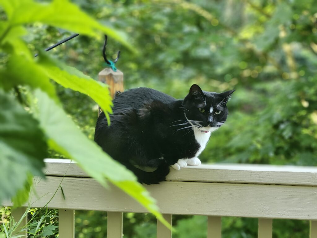 Our perfect cat, Mira, looking into the camera while sitting on a railing with lots of green leaves behind her.