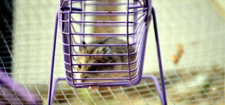 A hamster running on a wheel.