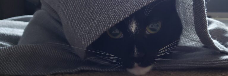 Mira, the cutest cat in the world, is wrapped in a blanket.