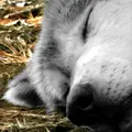 (felix) grayscale 🐺